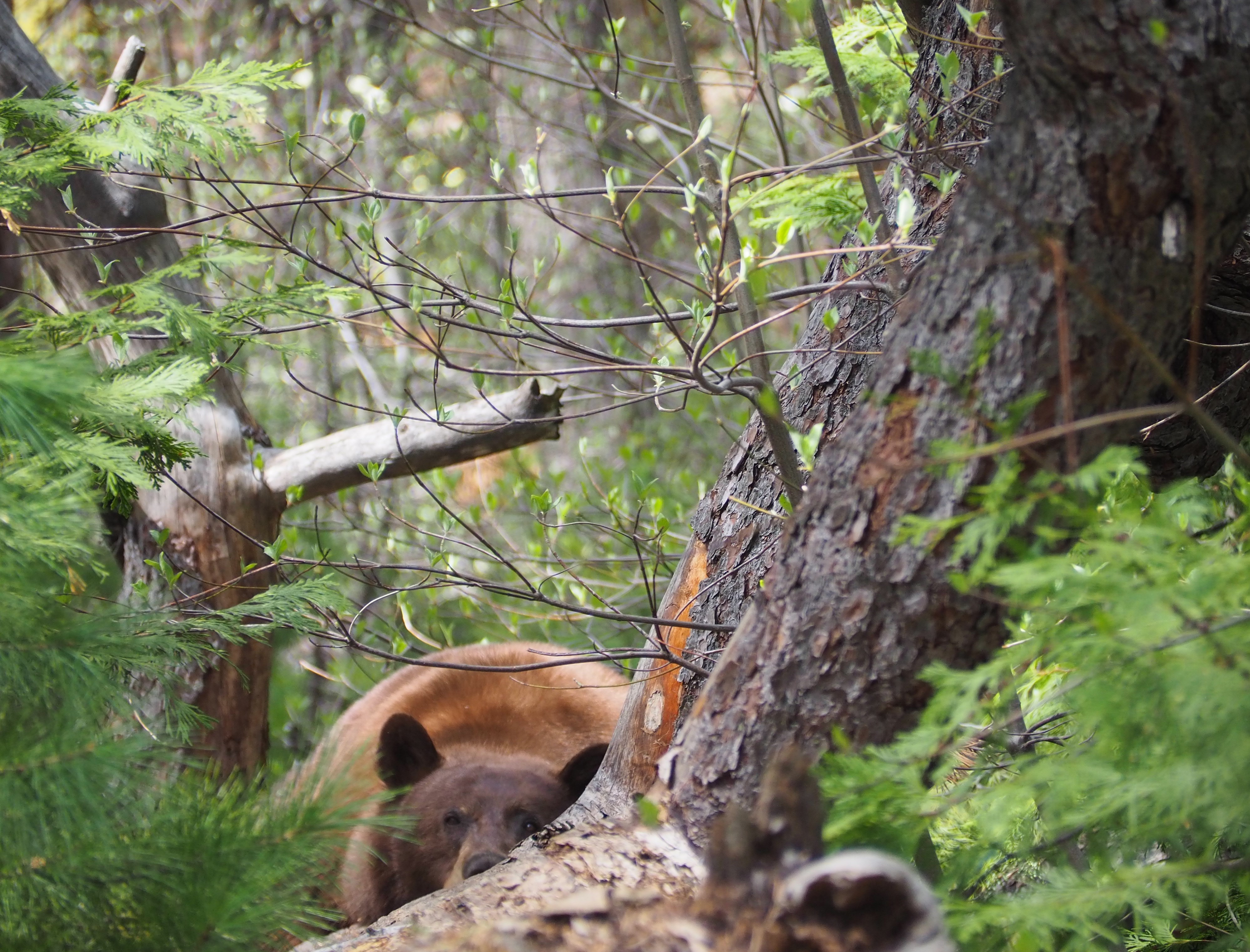 Bear Resting on Log
